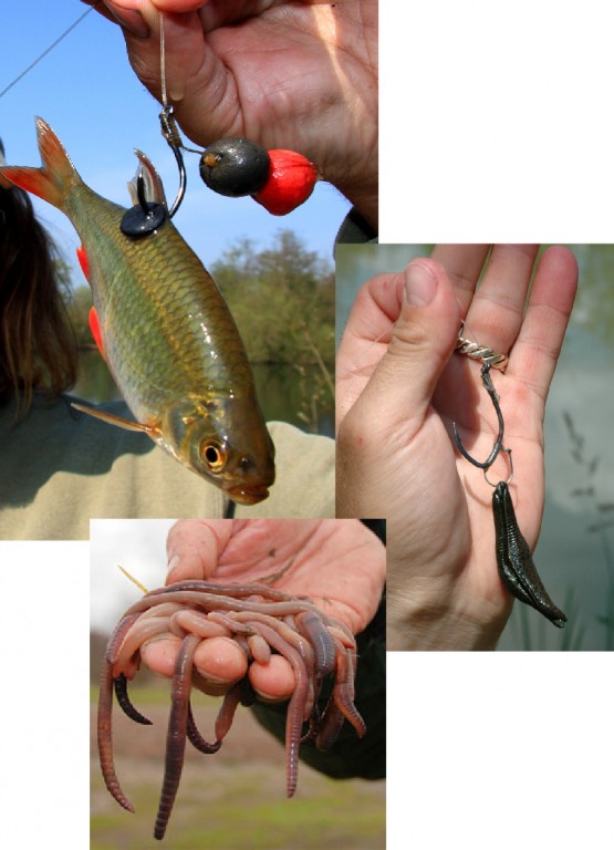 C.A.T. Catfish rig with hook for pellet