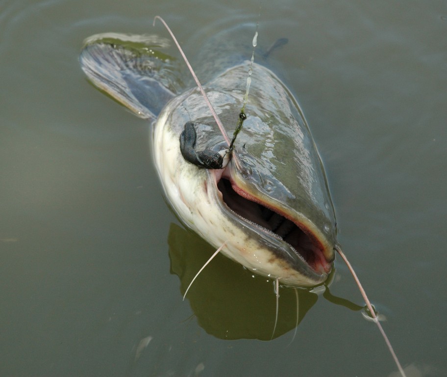 Read more about the SS Leech Rig